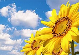 在艾格多，不僅為了謀生，還有熱愛