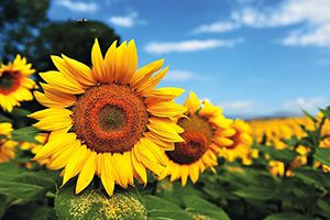 艾格多，還好是你，慶幸是你