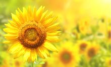 海關(guān)總署恢復批準20家禽肉、豬肉企業(yè)在華注冊